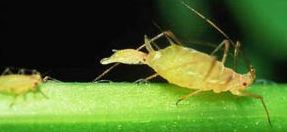 Parthenogenese