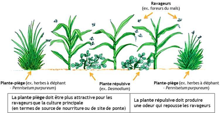 plan piege