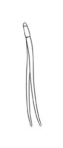 Acicule