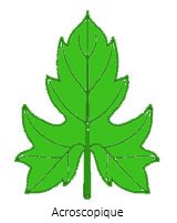 acroscopique