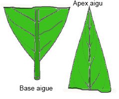 aigu