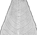 anastomose
