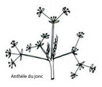 anthele
