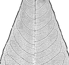 anastomose