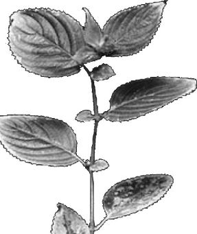 anisophyllie