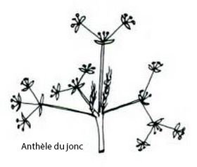 anthele