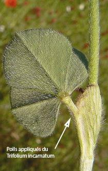 Trifolium incarnatum