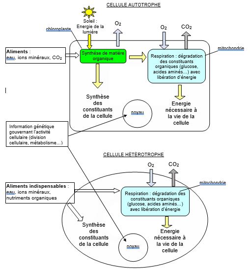autotrophe hétérotrophe