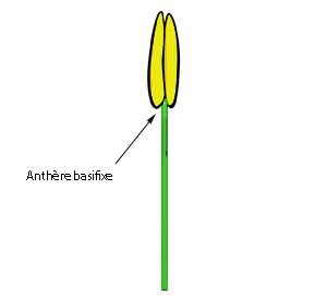 anthere basifixe