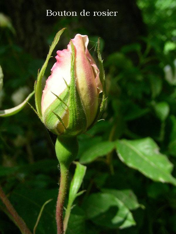 bouton rosier