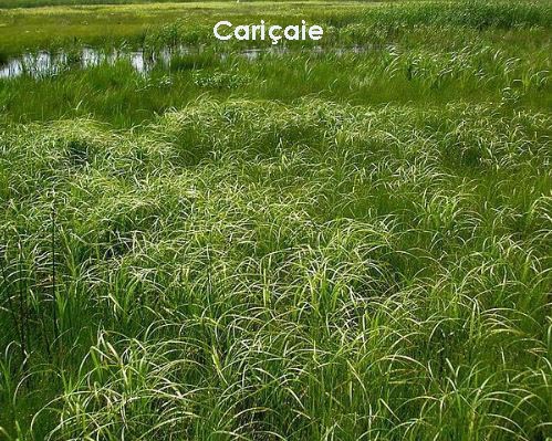Cariçaie