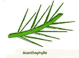 acanthophylle
