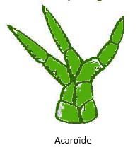 acaroïde