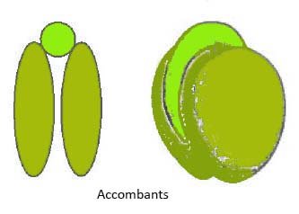 accombant
