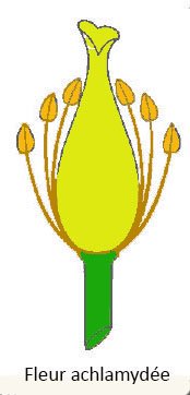 achlamydée