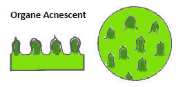 acnescent