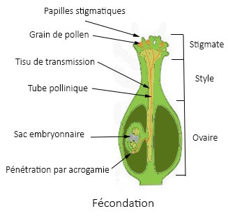 acrogamie