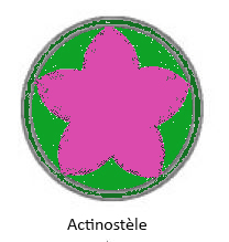 actinostele