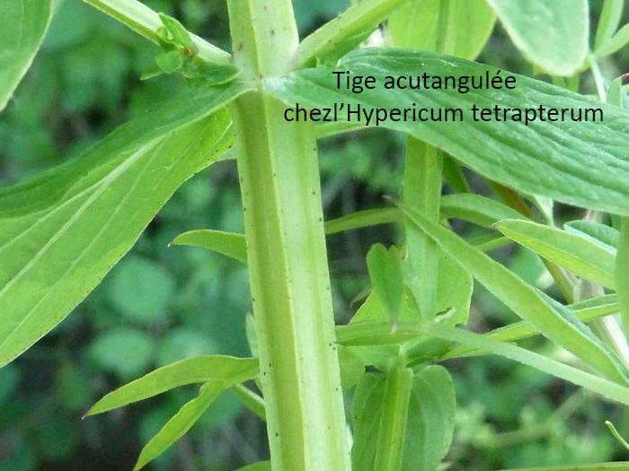 acutangulé hypericum tetrapterum