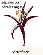 acutiflore