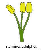 adelphes