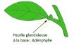 adénophylle