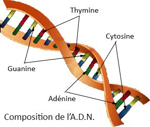 adénine