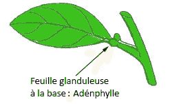 adénophylle