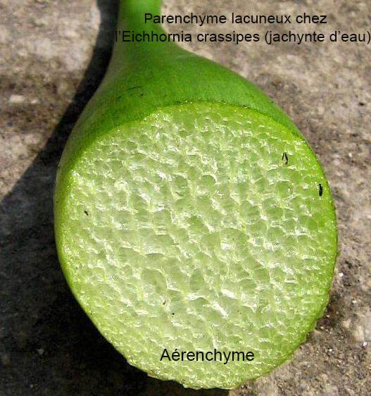 aérenchyme Eichhornia crassipes