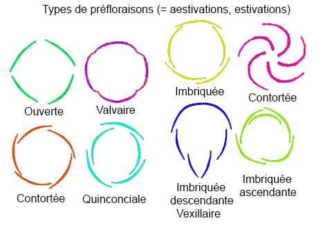 aestivation estivation préfloraison