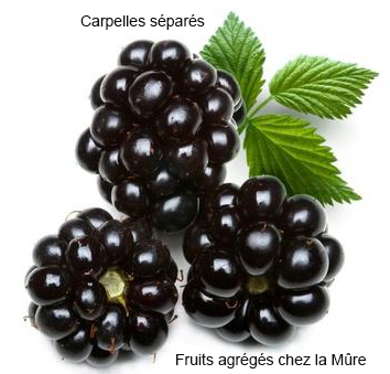 agrégés