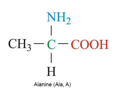 alanine