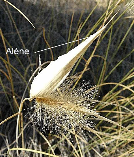 alène