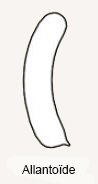allantoïde