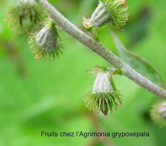 Amalthée fruit Agrimonia gryposepala
