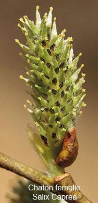 Amentacé chaton femelle salix caprea