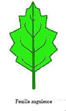 anguleux feuille