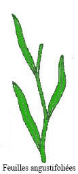 Angustifolié