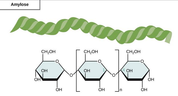 amylose