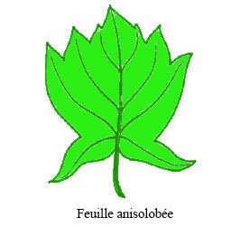 anisolobé
