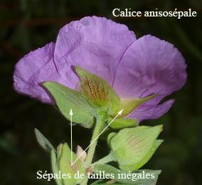 anisosépale