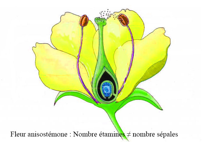 anisostémone