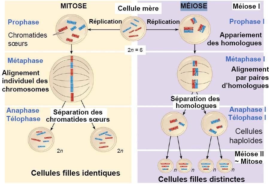 division cellulaire mitose méiose