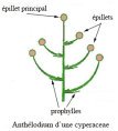 Anthélodium