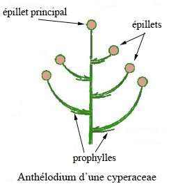 Anthélodium
