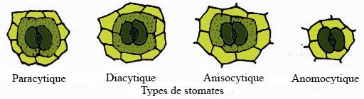 Stomates types