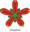 Antipétale2