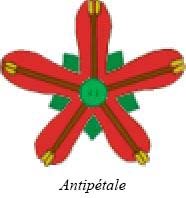 Antipétale2