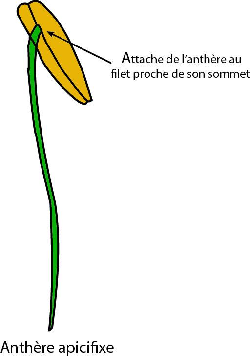 anthères apicifixe