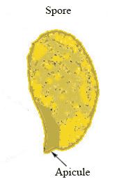 apicule